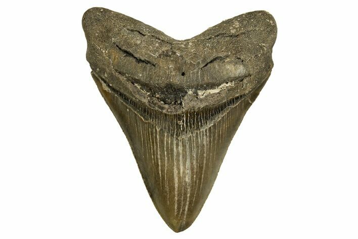 Serrated, Fossil Megalodon Tooth - North Carolina #328106